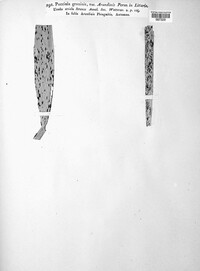 Puccinia graminis image